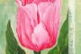 Flower-Pink Tulip Painting