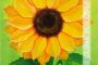 Flower-Sunflower