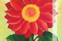 Red Daisy Flower Painting