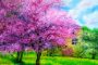 Cherry Blossom Trees Painting