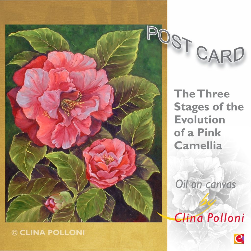 Pink Camellia of NC Postcard