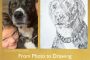Pet Portrait-Tinley-from Photo to Drawing.
